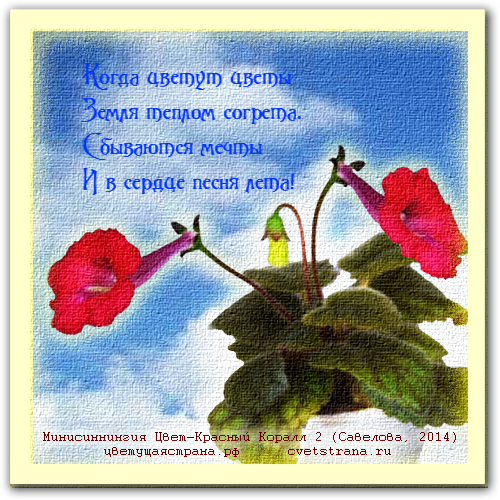 Красный-Коралл-2-картина-со-стихами.png