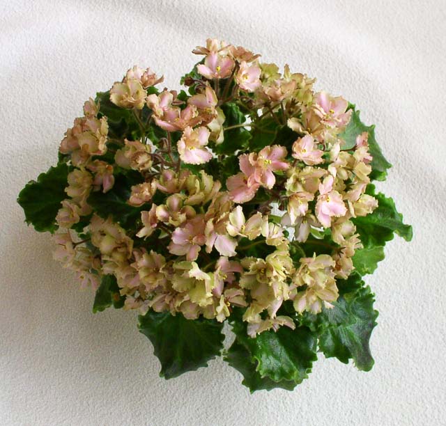 Rob's Antique Rose ik.jpg