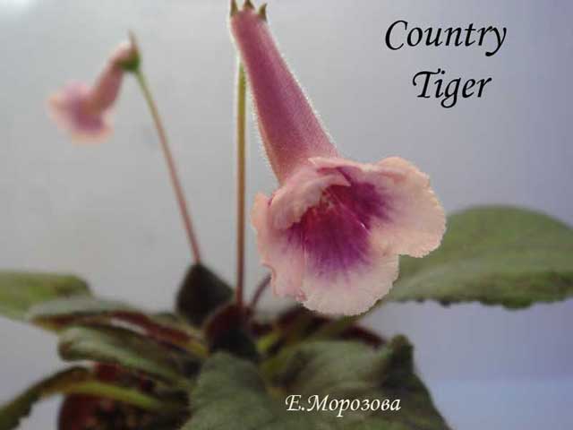 Country-Tiger.jpg
