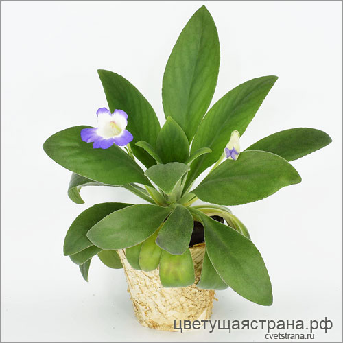Primulina-subrhomboidea.jpg