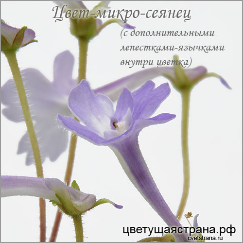 Цвет-микро-сеянец-цветок-с-язычками.jpg