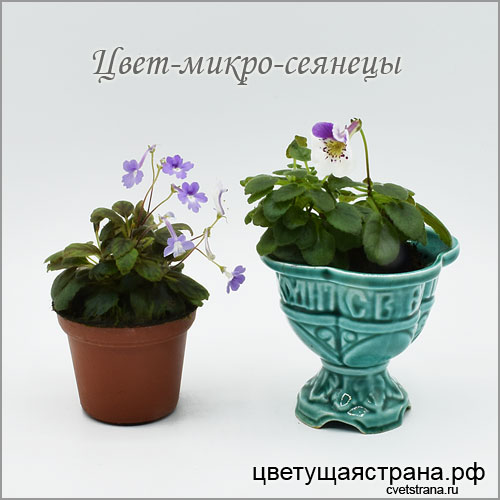 Цвет-микро-сеянцы.jpg