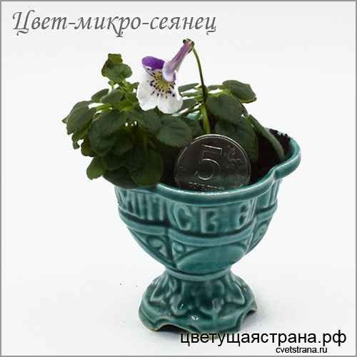 Цвет-микро-сеянец-с-крупным-цветком.jpg