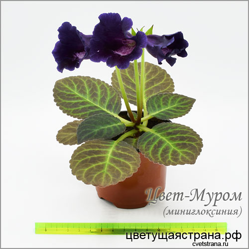 Цвет-Муром-миниглоксиния.jpg