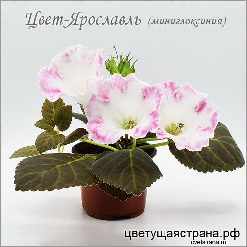 Цвет-Ярославль-в-марте.jpg
