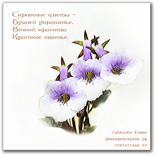 Скромные-цветы.png