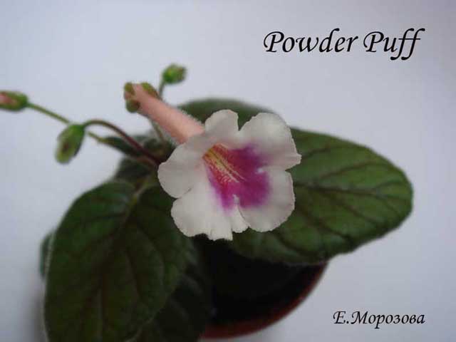 Powder-Puff.jpg