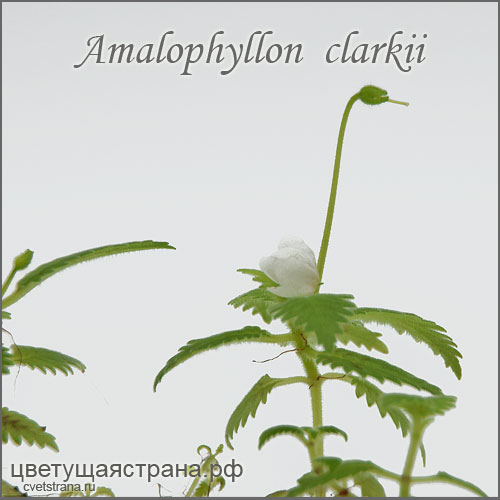 amalophyllon-clarkii-flower.jpg