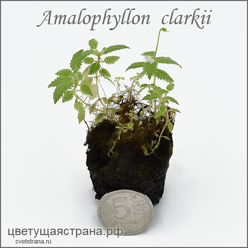 amalophyllon-clarkii.jpg