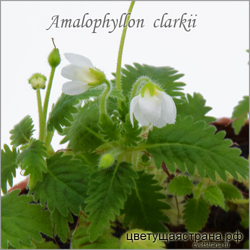amalophyllon-clarkii-micro.jpg