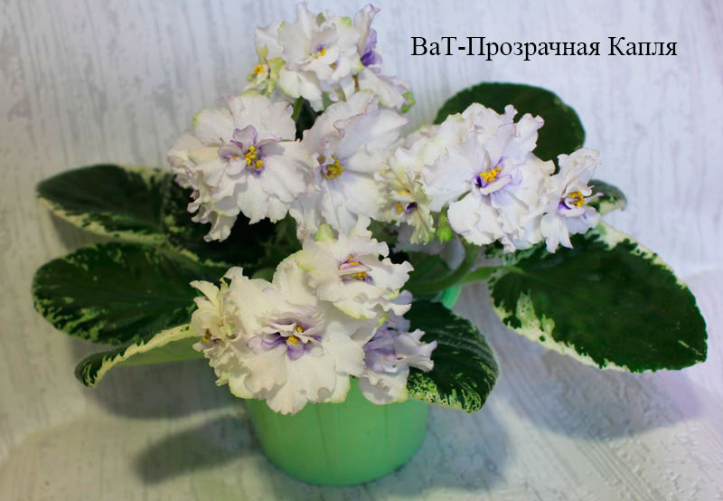 ВаТ--Прозрачная-Капля.jpg