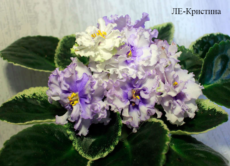 ЛЕ-Кристина.jpg