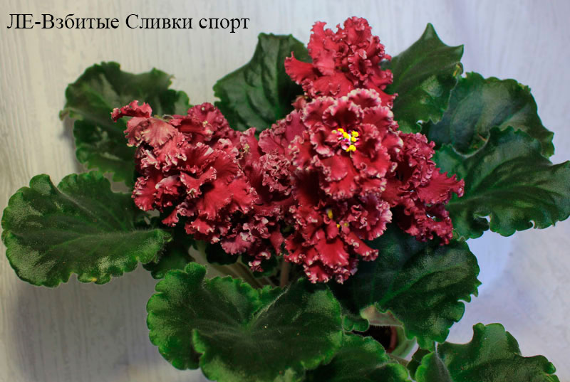 ЛЕ-Взбитые-Сливки-спорт.jpg