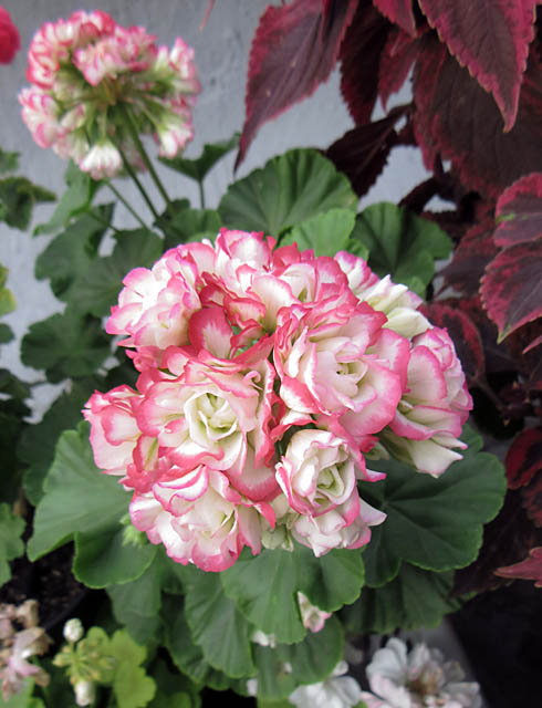 Appleblossom_Rosebud.JPG