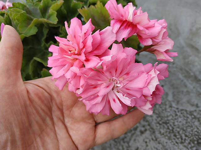 Unicorn_Zonartic_Rose.jpg