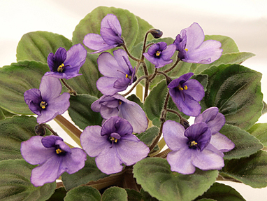 Maas' Angelina (M.Maas).jpg