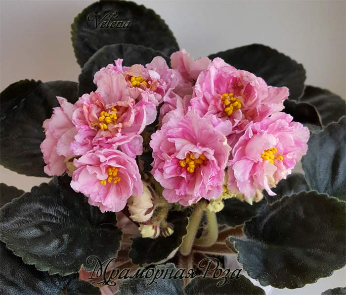 мраморная_роза.jpg