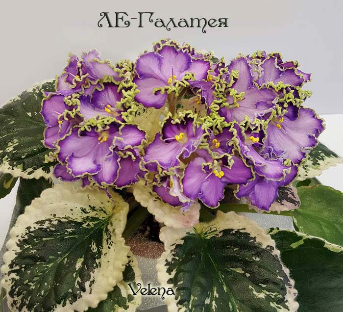 ле_галатея.jpg