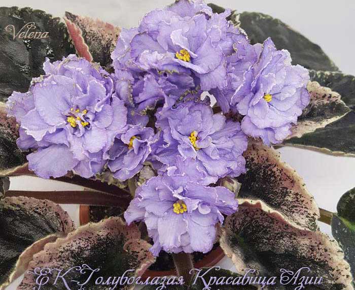 ек_голубоглазая-красавица_азии.jpg