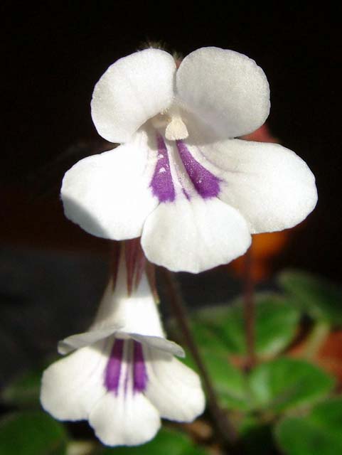 Chirita Tamiana.JPG