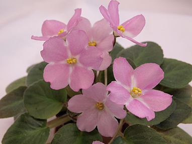 Baker Pink Star.jpg