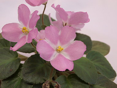 Baker Pink Star_.jpg