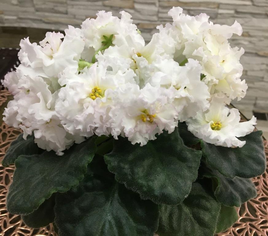 НД-Дарина