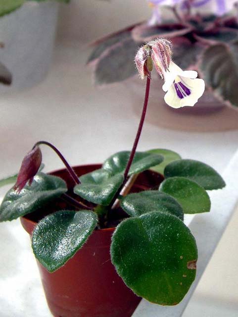Chirita Tamiana_foto1.JPG