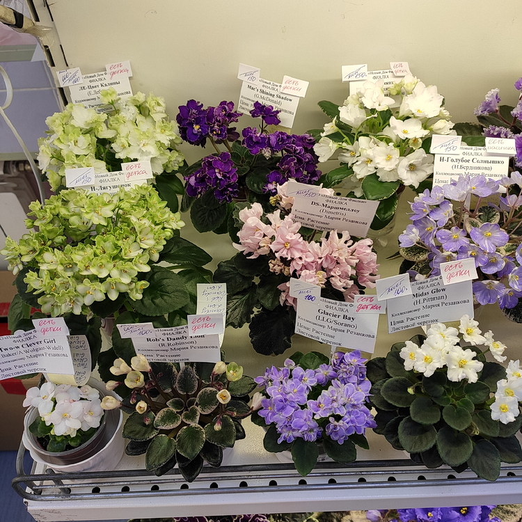 IMG_20210325_154411.jpg