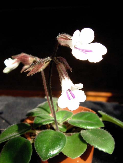 Chirita Tamiana_foto2.JPG