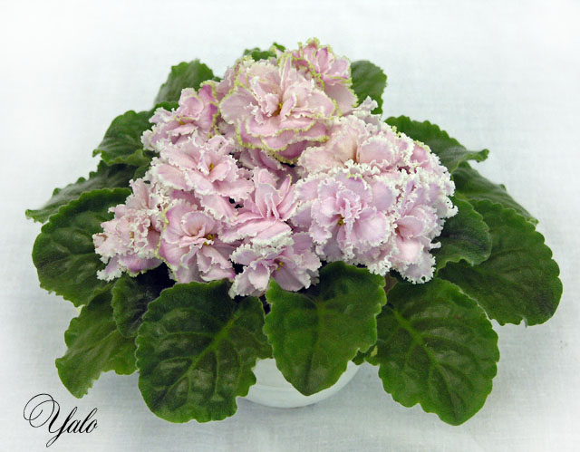 Зима Улыбается (Макуни), колл. И. Конышева
