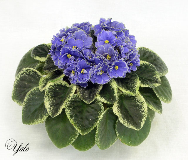 Buckeye Scrumptious (P. Hancock), колл. Т. Копейкина