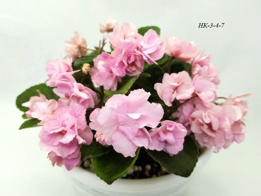 20201101_154428.jpg