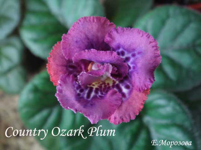 Country-OzarPlum-п.jpg