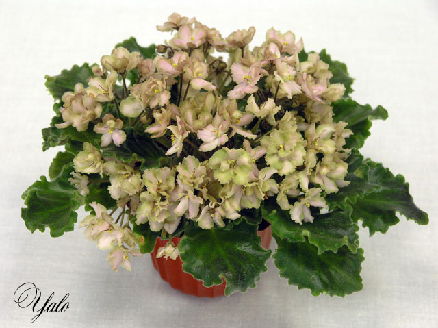Rob's Antique Rose (R. Robinson), колл. Н. Скороход