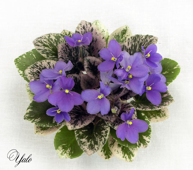 Shirl's Grape Lollipop (S. Sanders), колл. И. Милехин