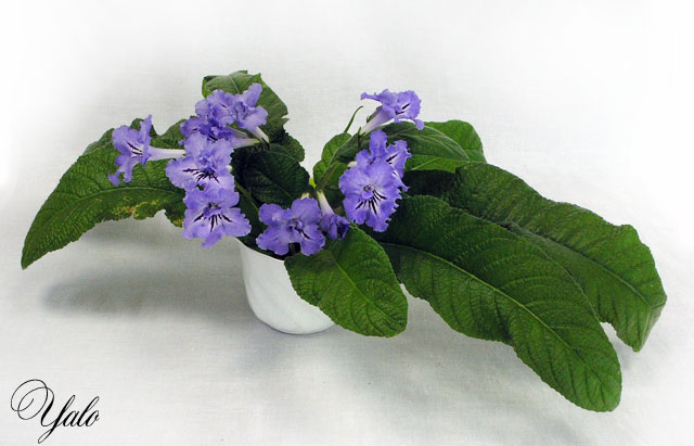 Neil's Jeanie (Miller), колл. Ю. Морозова