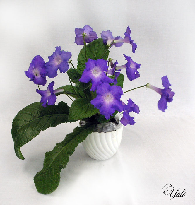 Lila (Клещыньски), колл. Ю. Андрусенко