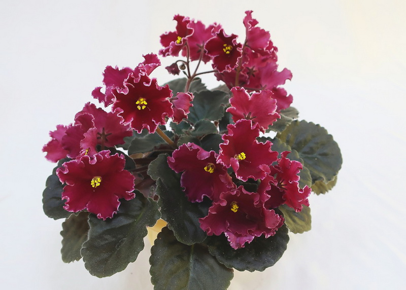 Lyon's Red Rocket (P. SoranoLyndon Lyon Greenhouses)  М.Тюрина.JPG