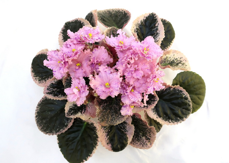 K's Fiesta Lady (K. Hajner)  И.Данилина.JPG
