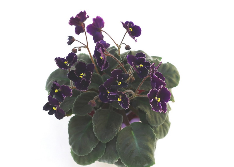Mac's Black Pearl (G.McDonald)  Е.Плессер.JPG