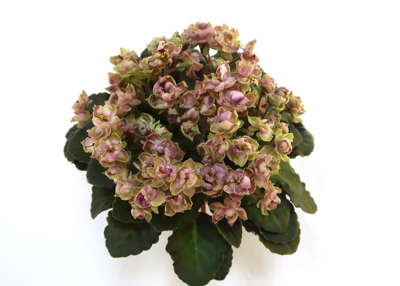 Morgan's Chutney Popcorn (C.Eros)  Н.Старостенко.JPG