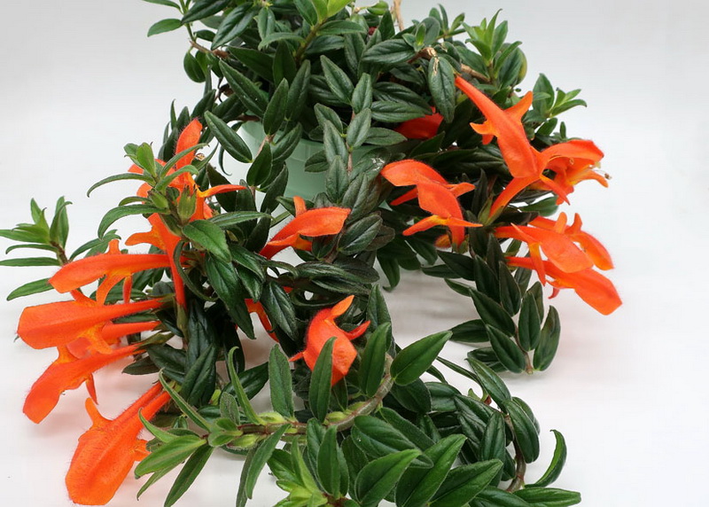 Columnea Krakatau  М.Карпова.jpg