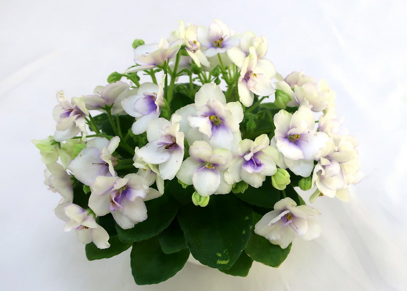 Morgan's Sophronia (C. Eros)  Н.Старостенко.JPG
