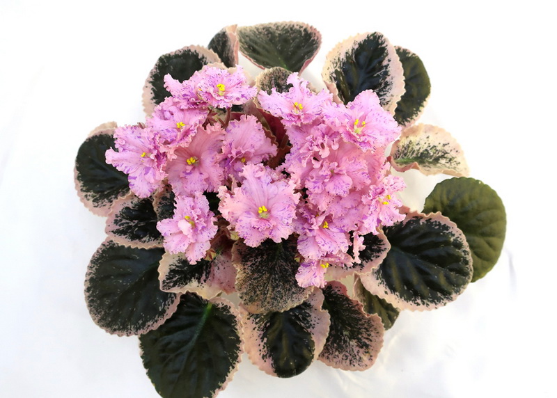 K's Fiesta Lady (K. Hajner)  И.Данилина.JPG