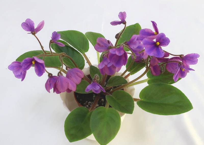 Fay's Teva Michelle (F. Wagman)  Н.Старостенко.JPG