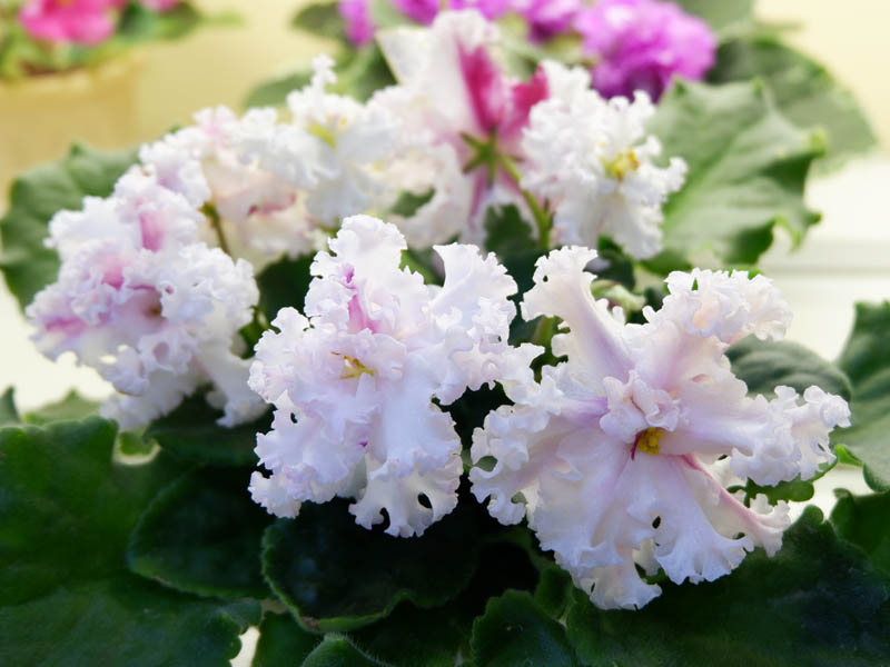 ЛЕ-Избитые Сливки(кол И.Данилина).jpg