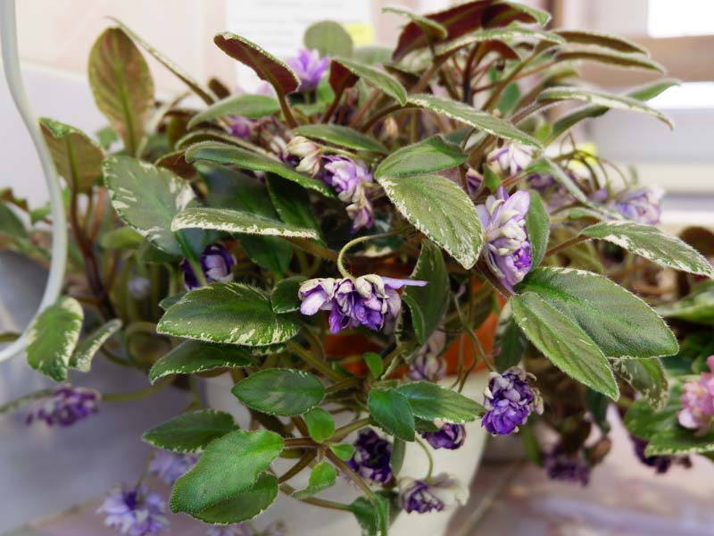 ЛЕ-Rose Noire(кол Галицкая Л).jpg