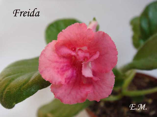Freida--п..jpg