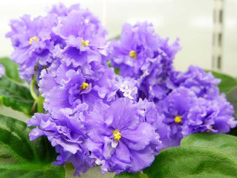 Peaceful Cleep(кол Данилина И).jpg